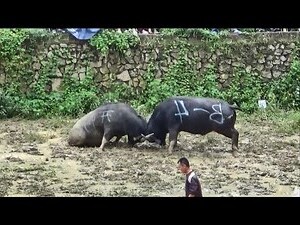 牛 五行